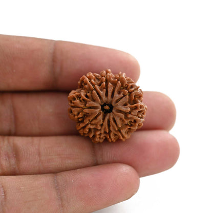 10 Mukhi Rudraksha (Nepal) 25.20 M.M.