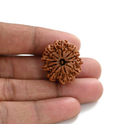 10 Mukhi Rudraksha (Nepal) 25.20 M.M.