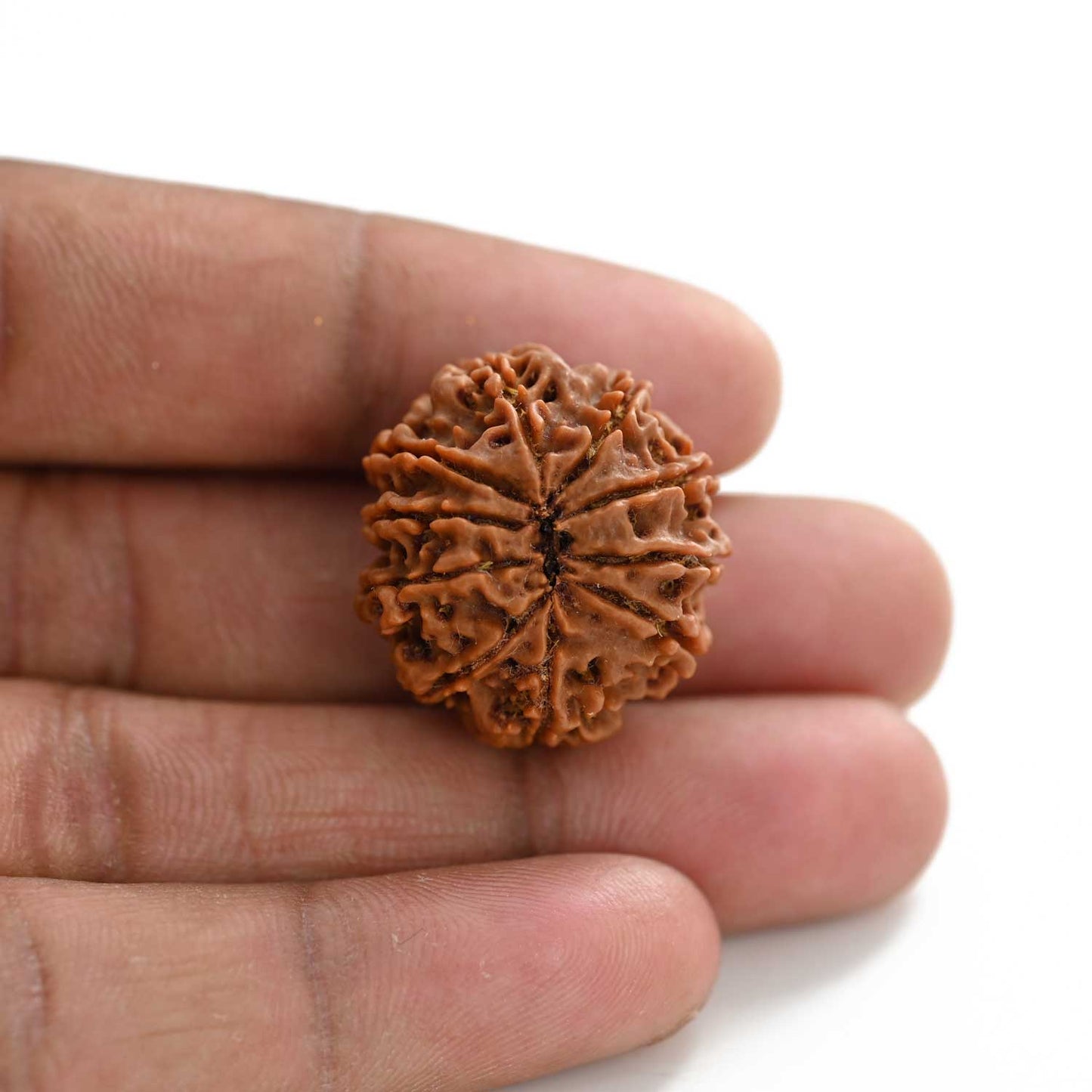 10 Mukhi Rudraksha (Nepal) 25.20 M.M.