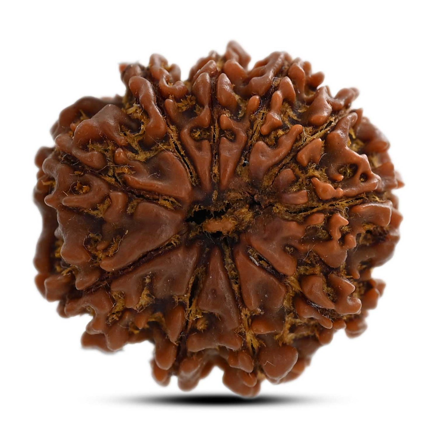 10 Mukhi Rudraksha (Nepal) 24.72 M.M.