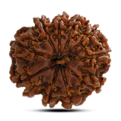 10 Mukhi Rudraksha (Nepal) 24.72 M.M.