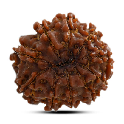 10 Mukhi Rudraksha (Nepal) 24.72 M.M.
