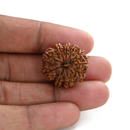 10 Mukhi Rudraksha (Nepal) 24.72 M.M.