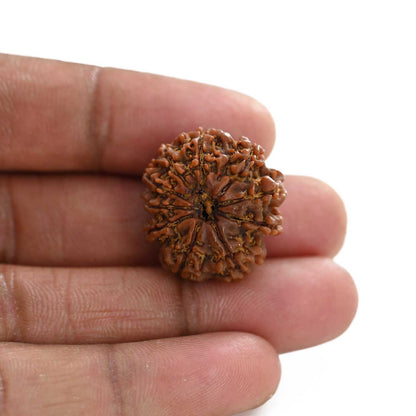 10 Mukhi Rudraksha (Nepal) 24.72 M.M.