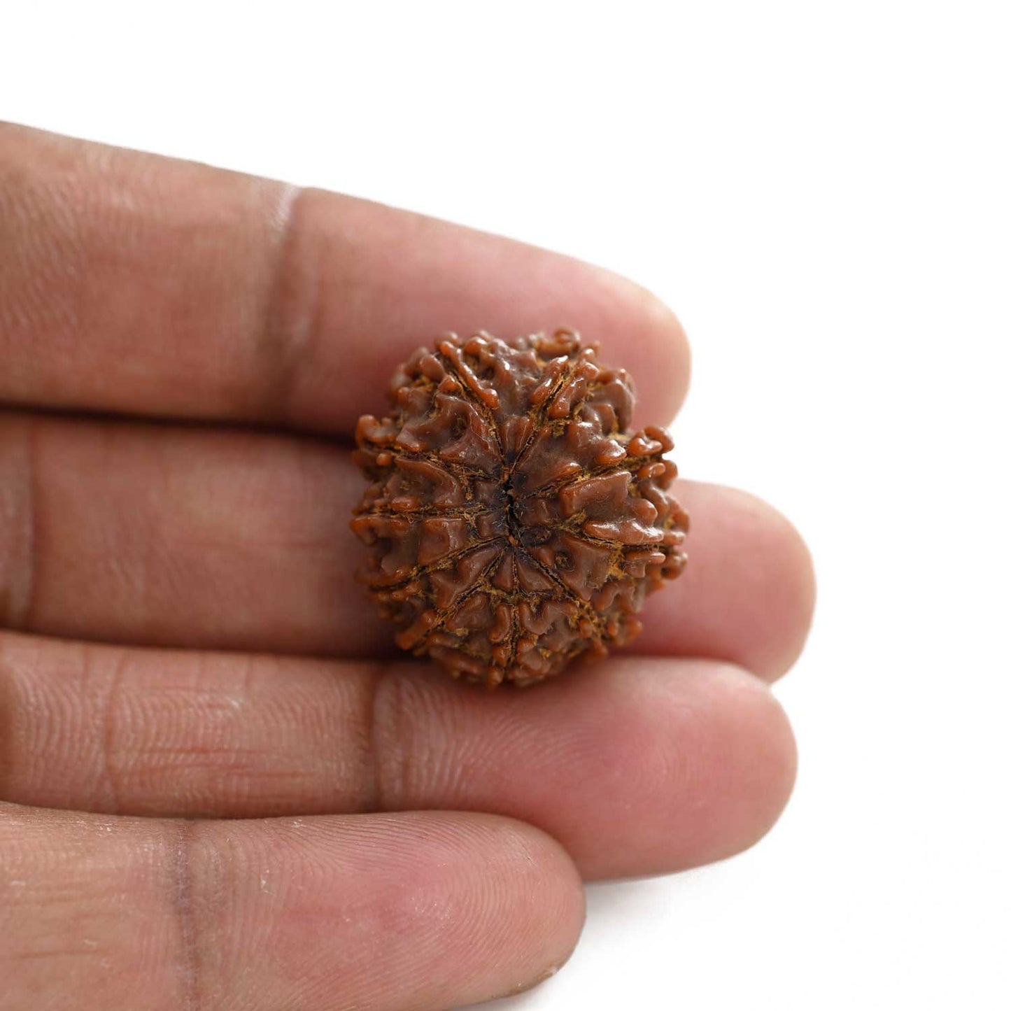 10 Mukhi Rudraksha (Nepal) 24.72 M.M.