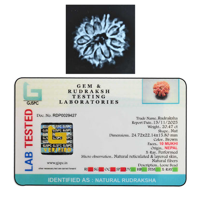 10 Mukhi Rudraksha (Nepal) 24.72 M.M.