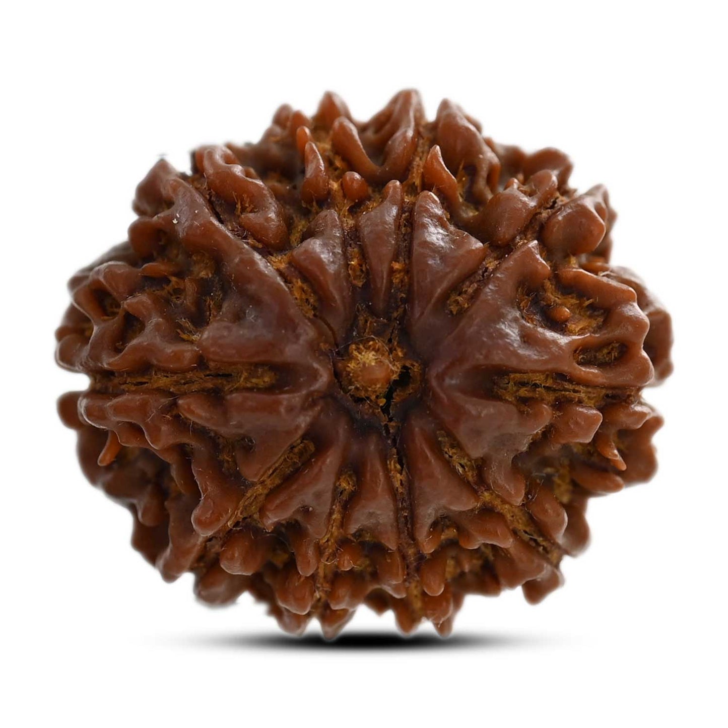10 Mukhi Rudraksha (Nepal) 24.65 M.M.