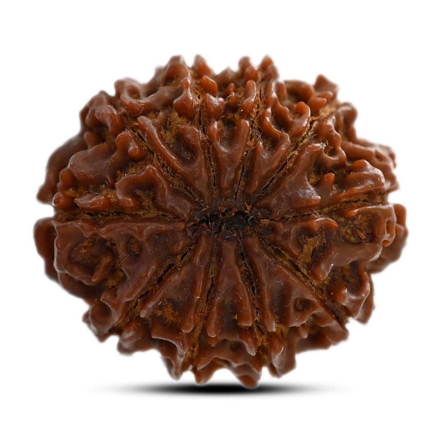 10 Mukhi Rudraksha (Nepal) 24.65 M.M.