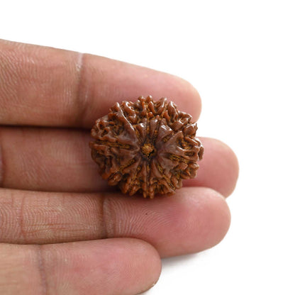 10 Mukhi Rudraksha (Nepal) 24.65 M.M.