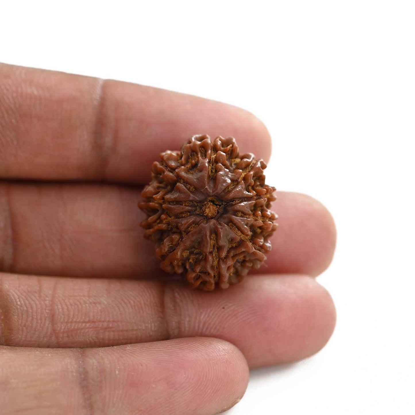 10 Mukhi Rudraksha (Nepal) 24.65 M.M.