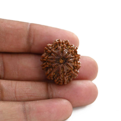 10 Mukhi Rudraksha (Nepal) 24.65 M.M.
