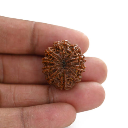 10 Mukhi Rudraksha (Nepal) 24.65 M.M.