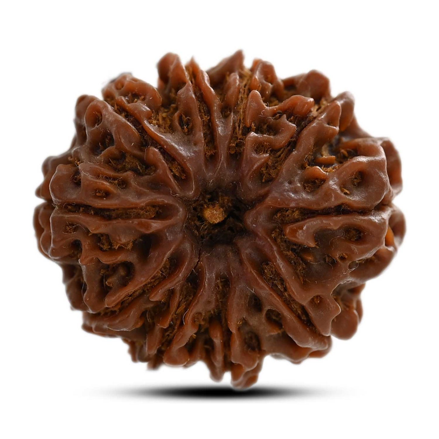 10 Mukhi Rudraksha (Nepal) 24.10 M.M.