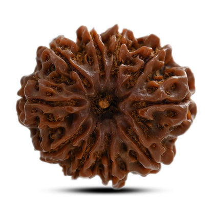 10 Mukhi Rudraksha (Nepal) 24.10 M.M.