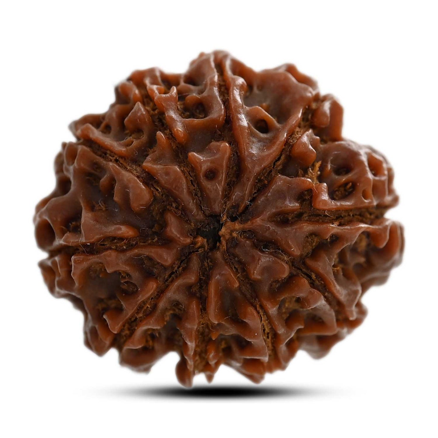 10 Mukhi Rudraksha (Nepal) 24.10 M.M.