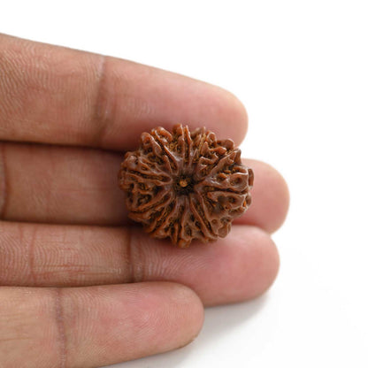 10 Mukhi Rudraksha (Nepal) 24.10 M.M.