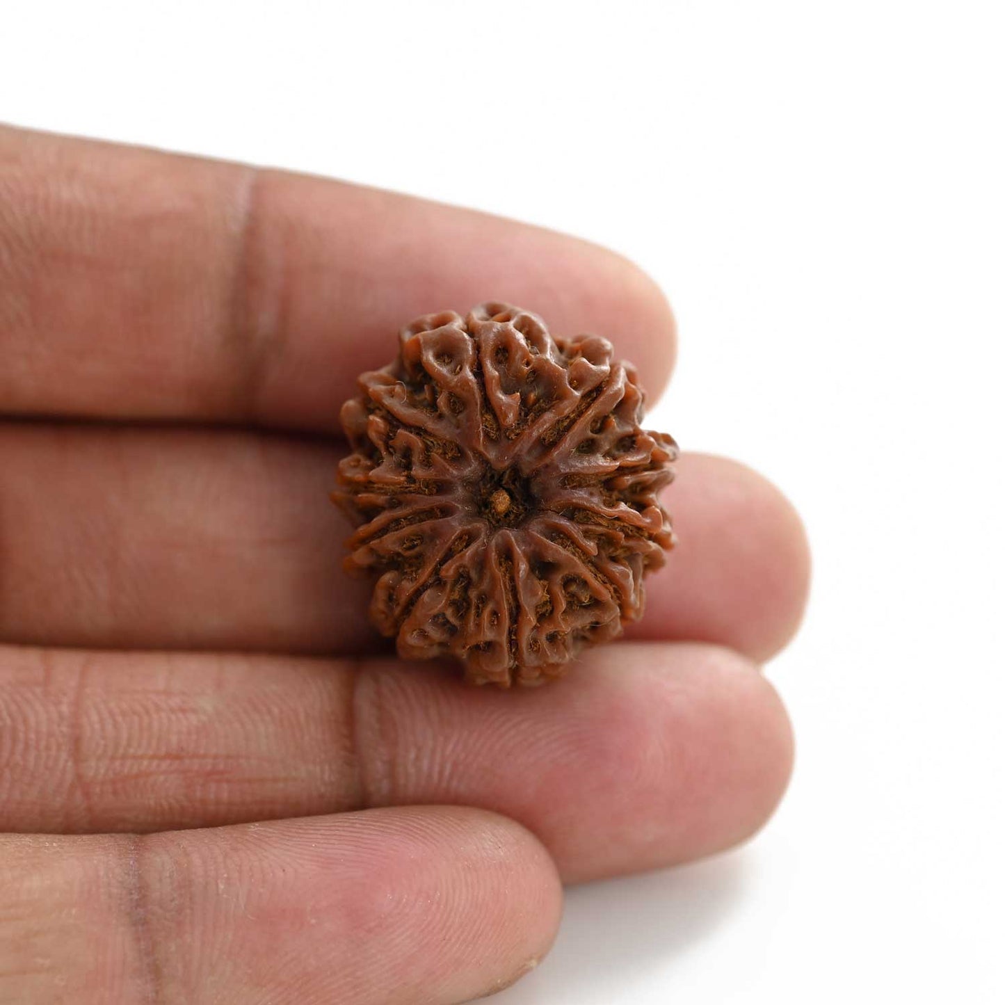 10 Mukhi Rudraksha (Nepal) 24.10 M.M.