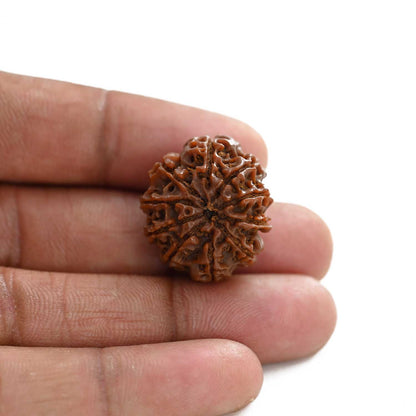 10 Mukhi Rudraksha (Nepal) 24.10 M.M.