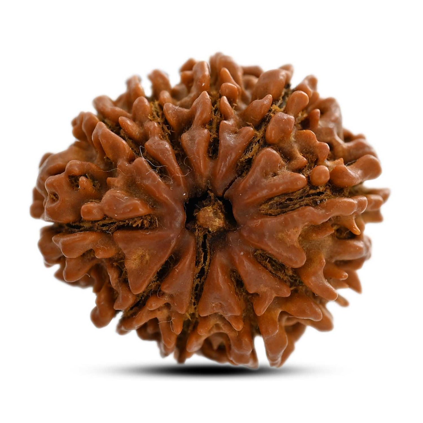 10 Mukhi Rudraksha (Nepal) 25.80 M.M.