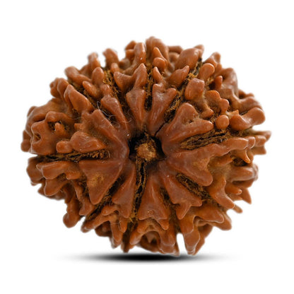 10 Mukhi Rudraksha (Nepal) 25.80 M.M.