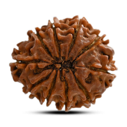 10 Mukhi Rudraksha (Nepal) 25.80 M.M.