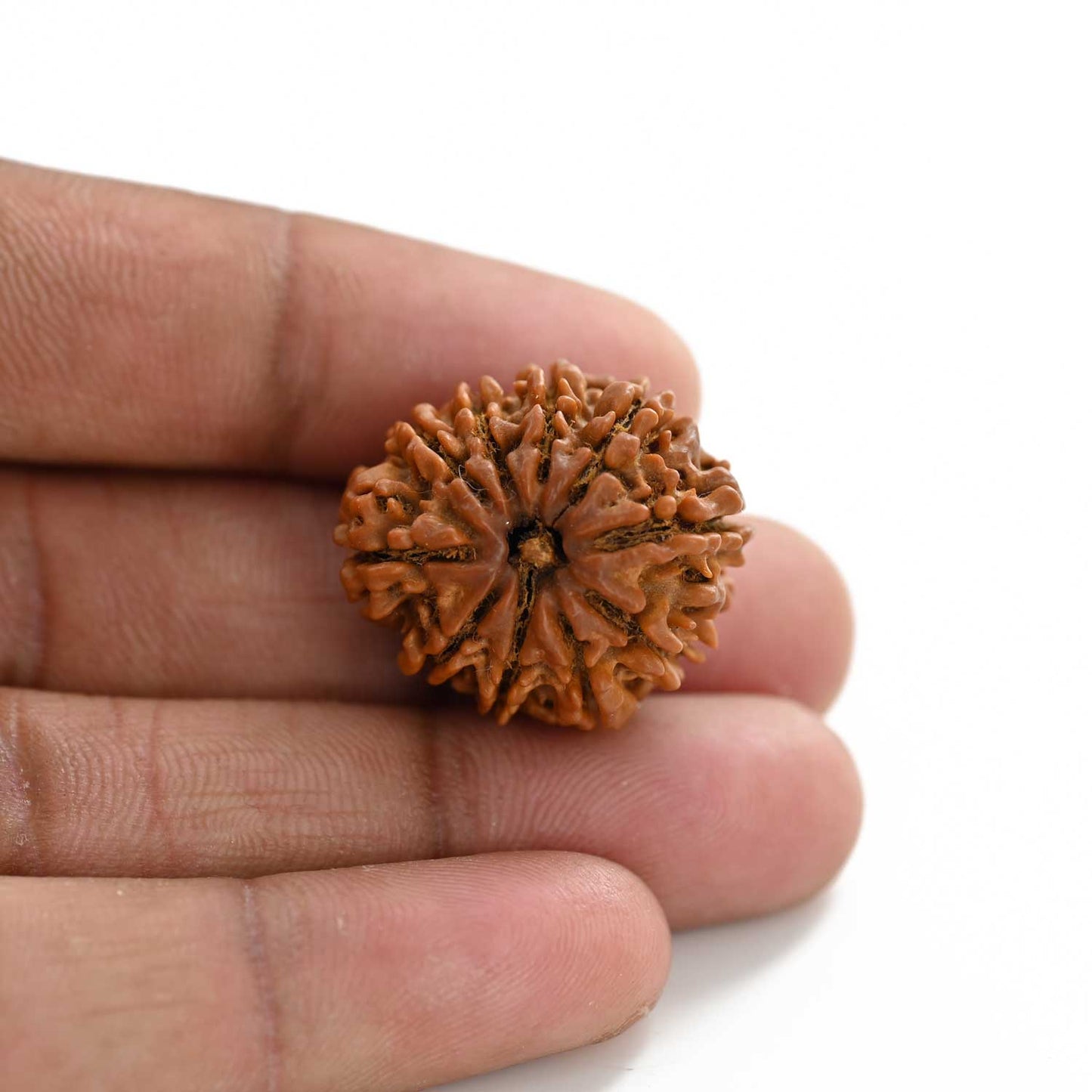 10 Mukhi Rudraksha (Nepal) 25.80 M.M.