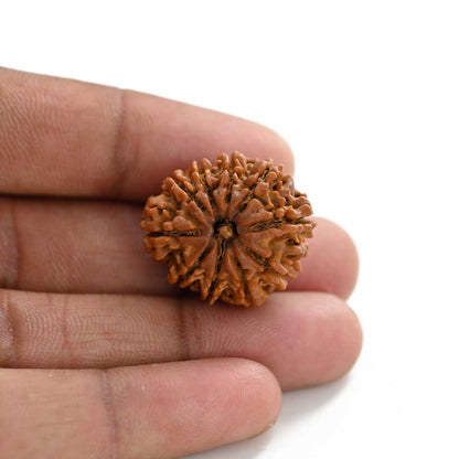 10 Mukhi Rudraksha (Nepal) 25.80 M.M.