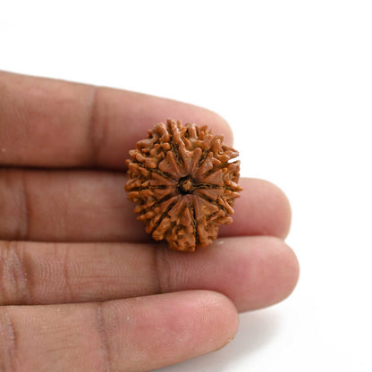 10 Mukhi Rudraksha (Nepal) 25.80 M.M.