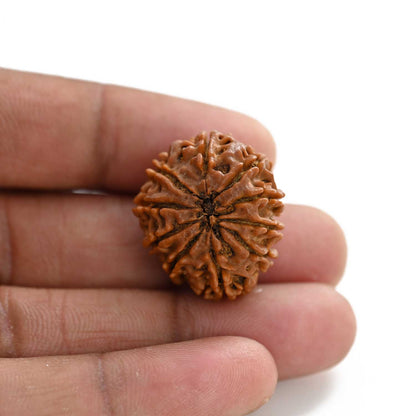 10 Mukhi Rudraksha (Nepal) 25.80 M.M.