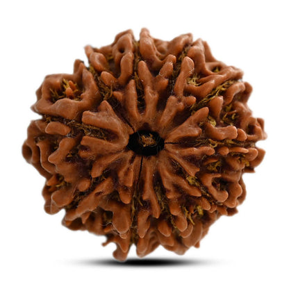 10 Mukhi Rudraksha (Nepal) 26.27 M.M.