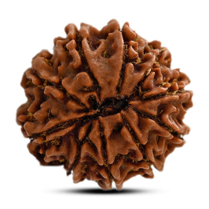 10 Mukhi Rudraksha (Nepal) 26.27 M.M.