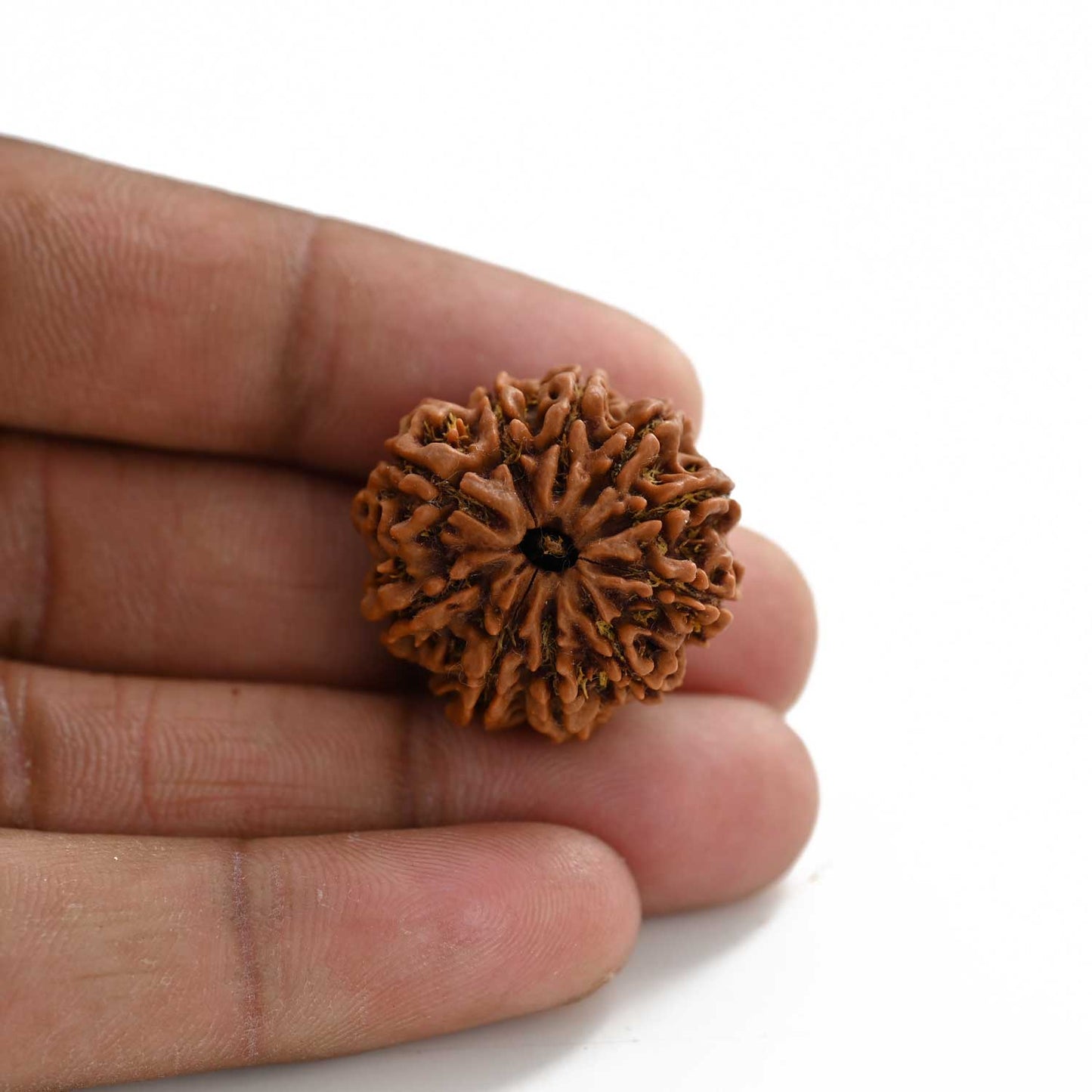 10 Mukhi Rudraksha (Nepal) 26.27 M.M.