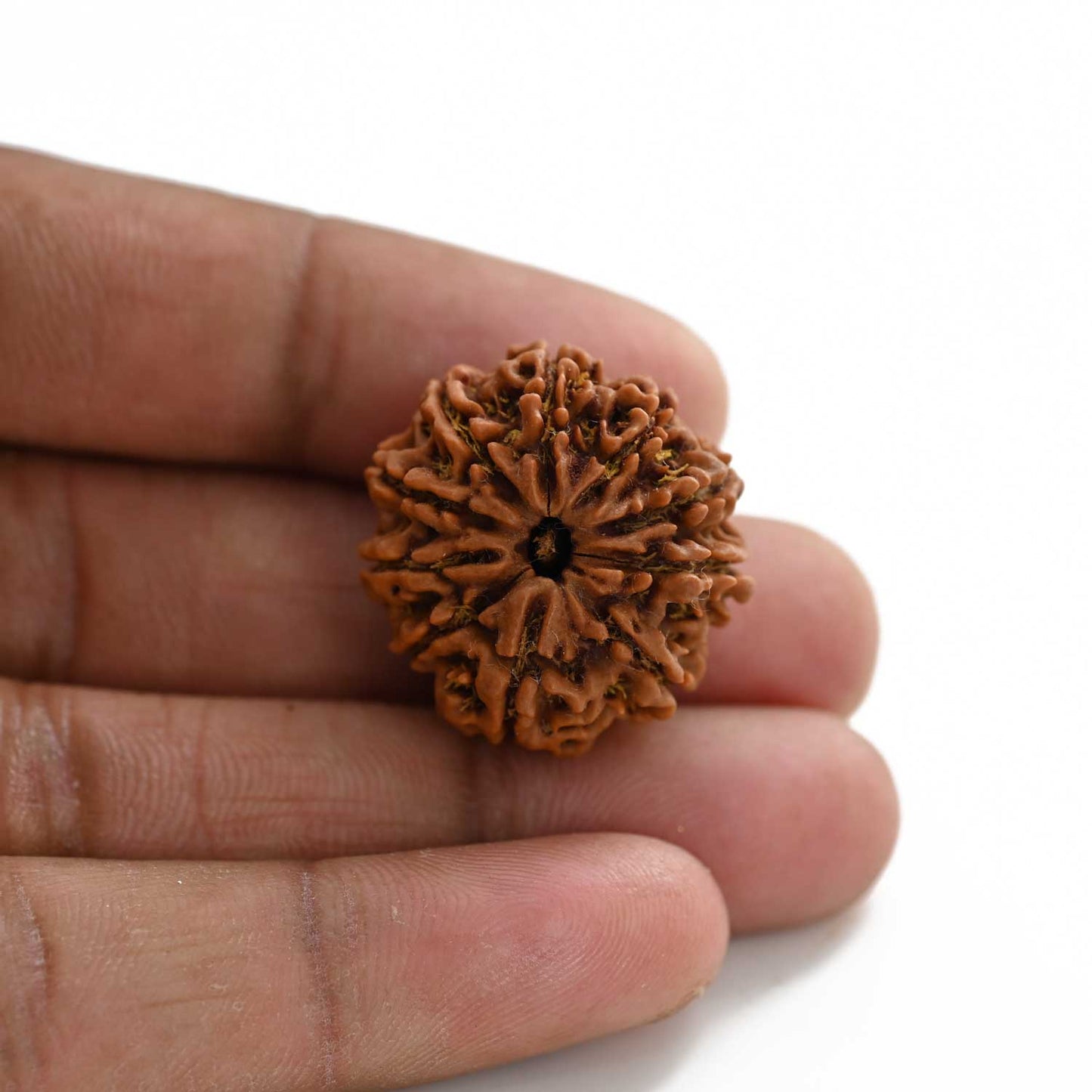 10 Mukhi Rudraksha (Nepal) 26.27 M.M.