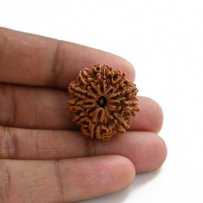 10 Mukhi Rudraksha (Nepal) 26.27 M.M.