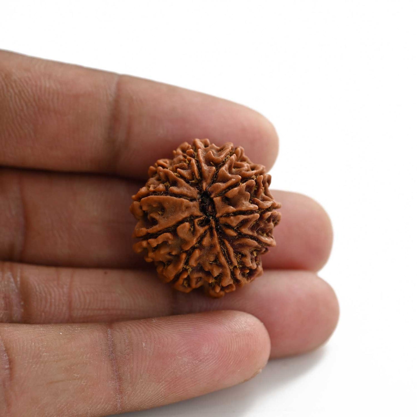 10 Mukhi Rudraksha (Nepal) 26.27 M.M.