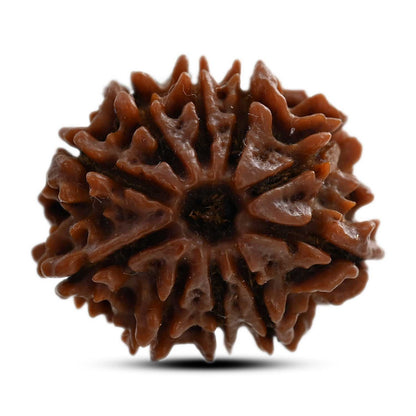 10 Mukhi Rudraksha (Nepal) 24.75 M.M.