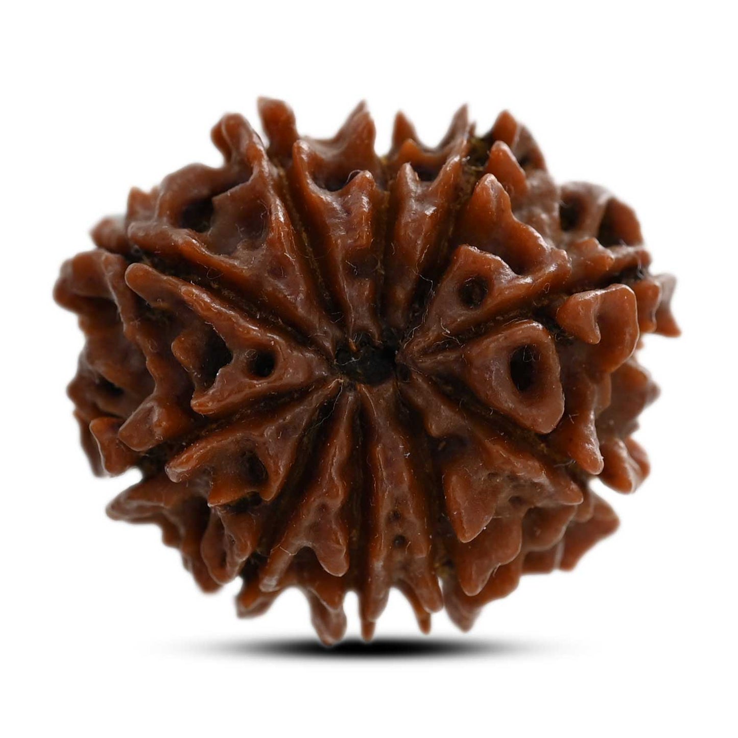 10 Mukhi Rudraksha (Nepal) 24.75 M.M.
