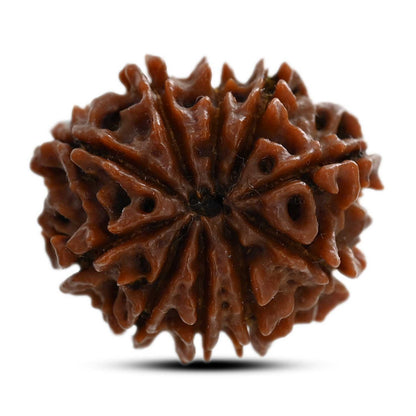 10 Mukhi Rudraksha (Nepal) 24.75 M.M.