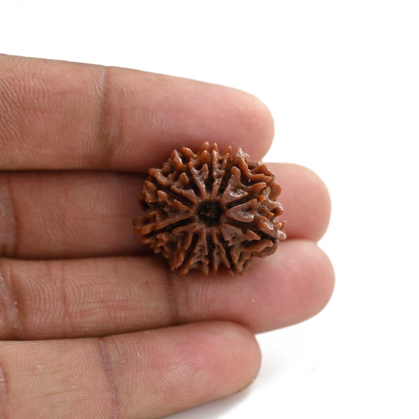 10 Mukhi Rudraksha (Nepal) 24.75 M.M.