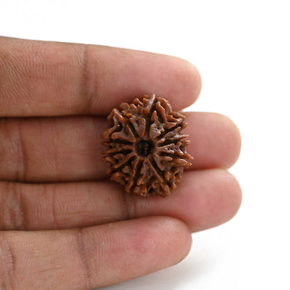 10 Mukhi Rudraksha (Nepal) 24.75 M.M.
