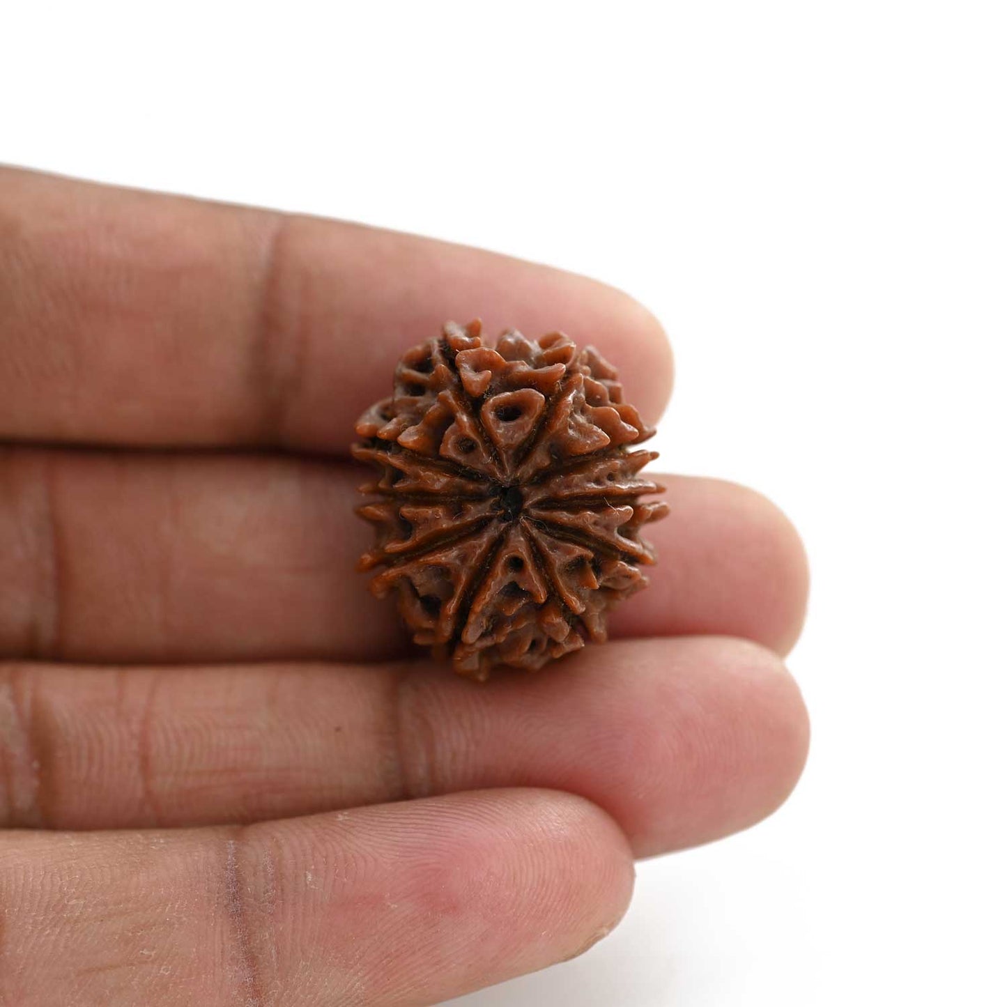 10 Mukhi Rudraksha (Nepal) 24.75 M.M.