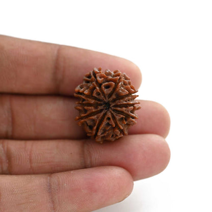 10 Mukhi Rudraksha (Nepal) 24.75 M.M.