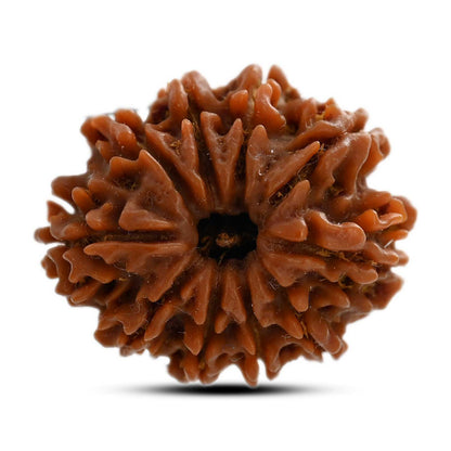 10 Mukhi Rudraksha (Nepal) 24.60 M.M.