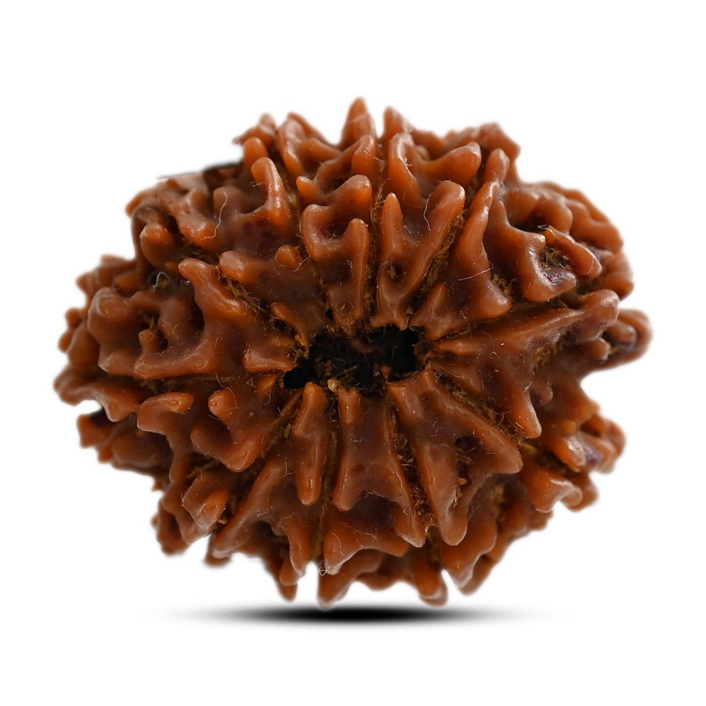 10 Mukhi Rudraksha (Nepal) 24.60 M.M.