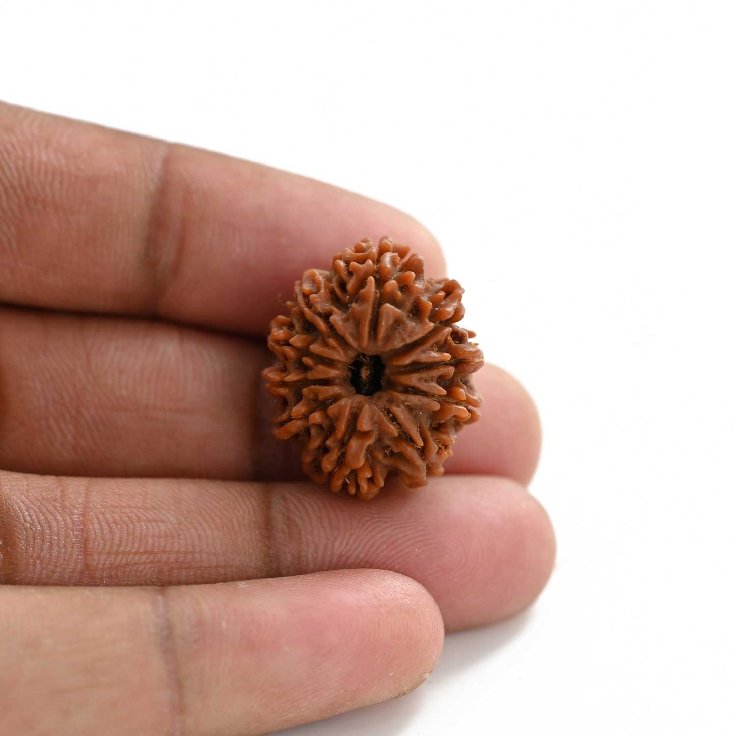 10 Mukhi Rudraksha (Nepal) 24.60 M.M.