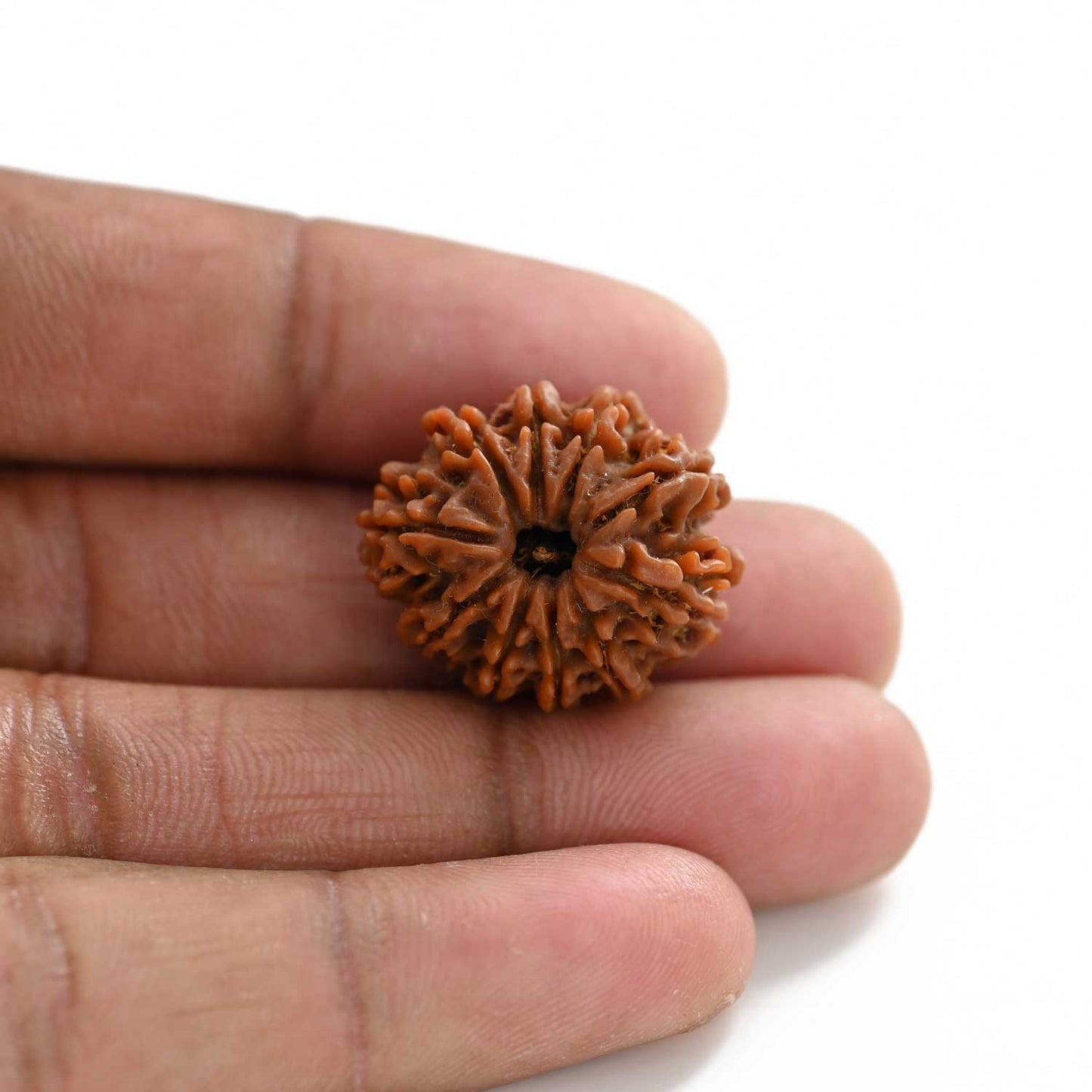10 Mukhi Rudraksha (Nepal) 24.60 M.M.