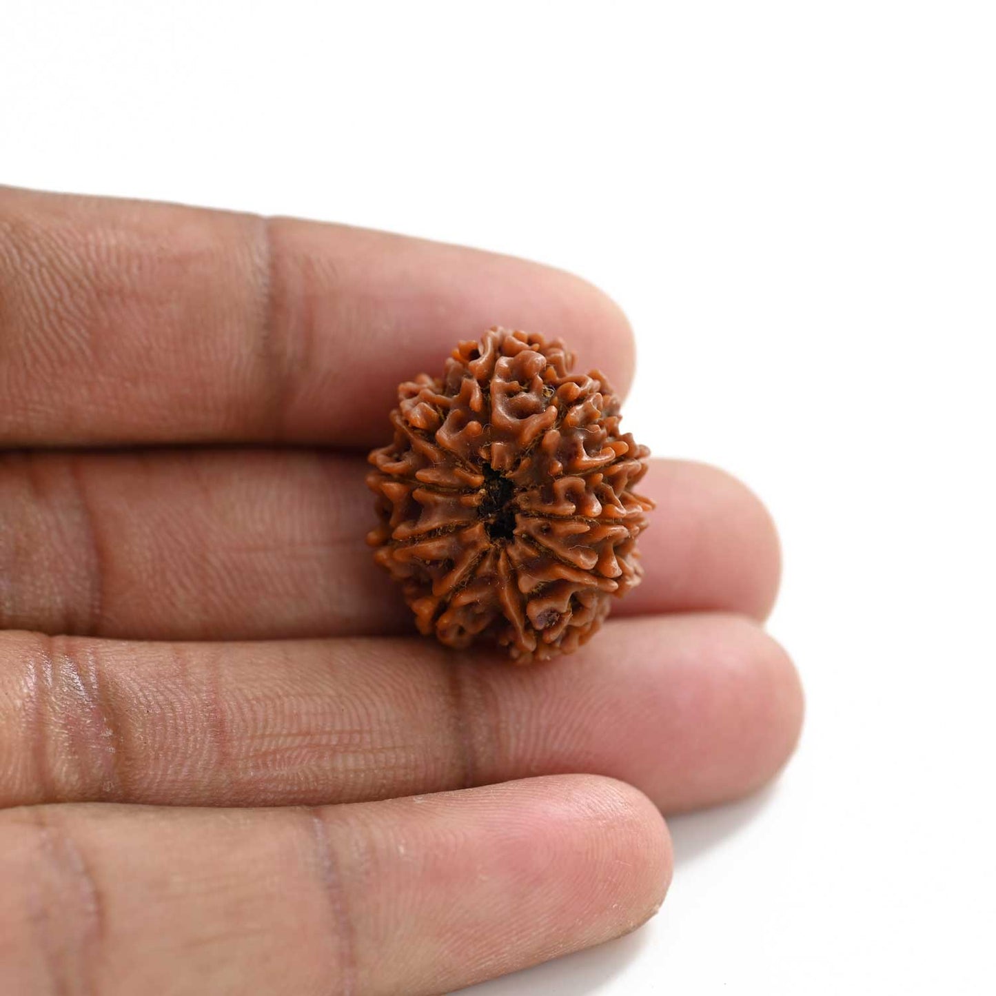 10 Mukhi Rudraksha (Nepal) 24.60 M.M.