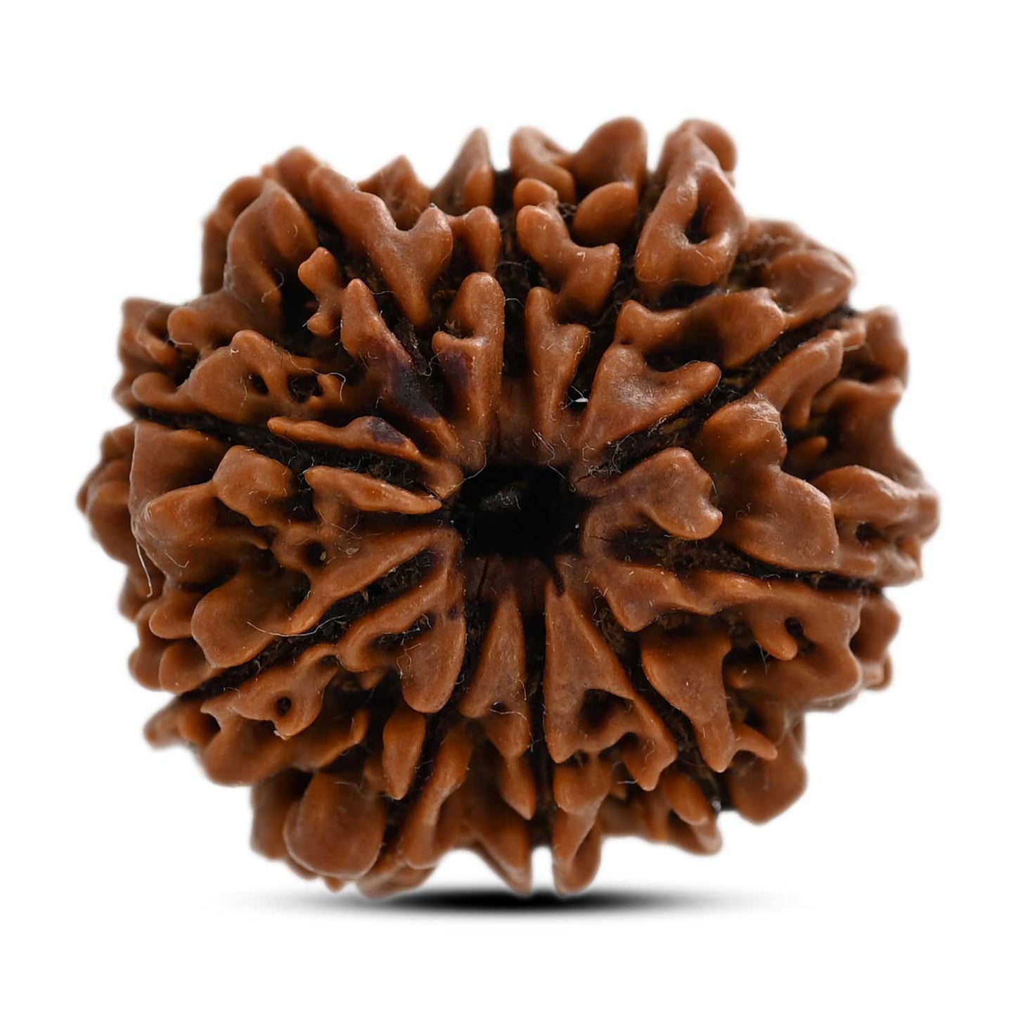 10 Mukhi Rudraksha (Nepal) 25.08 M.M.