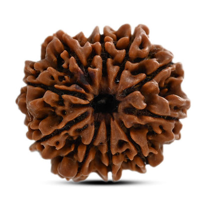 10 Mukhi Rudraksha (Nepal) 25.08 M.M.
