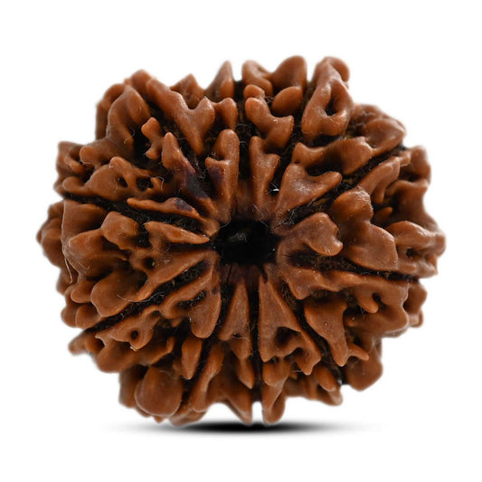 10 Mukhi Rudraksha (Nepal) 25.08 M.M.